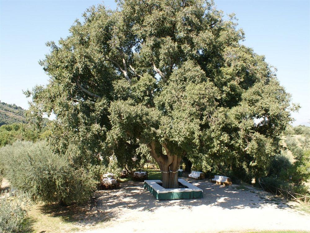 Azienda Agricola Il Bagolaro Hotell Nerola Exteriör bild