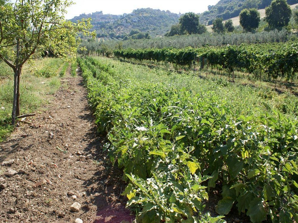 Azienda Agricola Il Bagolaro Hotell Nerola Exteriör bild